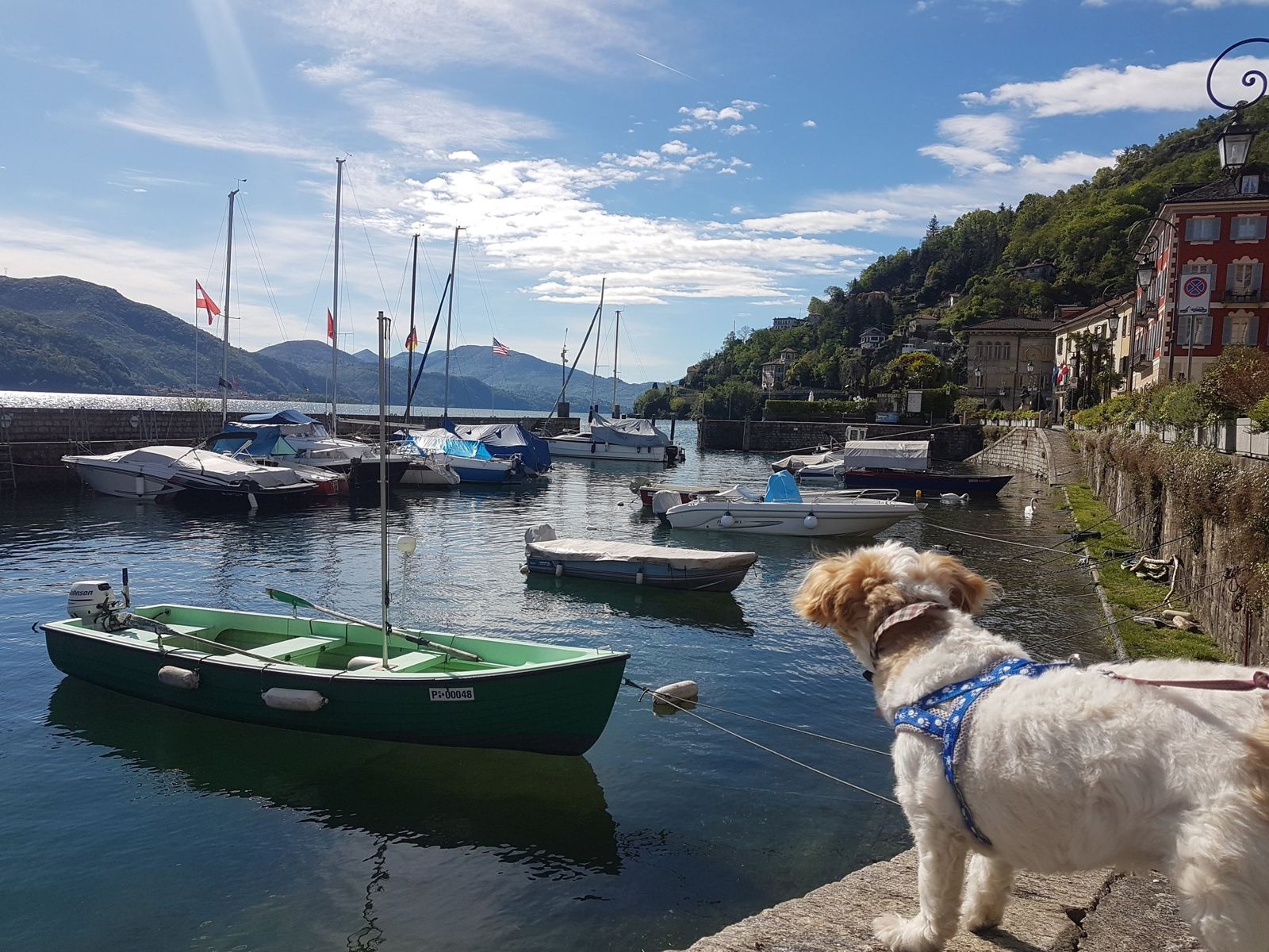 A small dog sitting by moored boats in the harbour at Cannobio