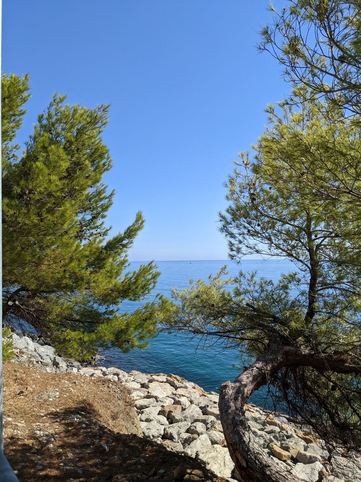 Pine trees and rocks above the clear sea along the coast path