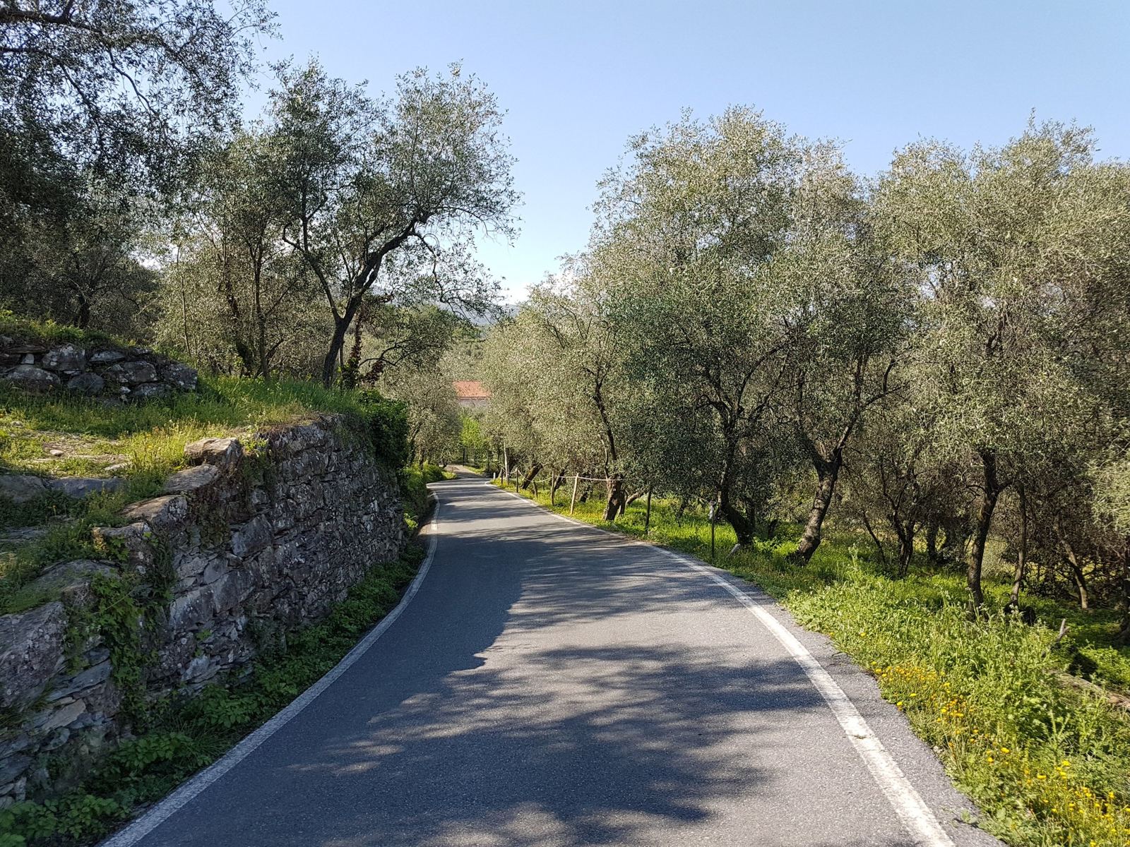 A narrow road through olive groves above Dolcedo