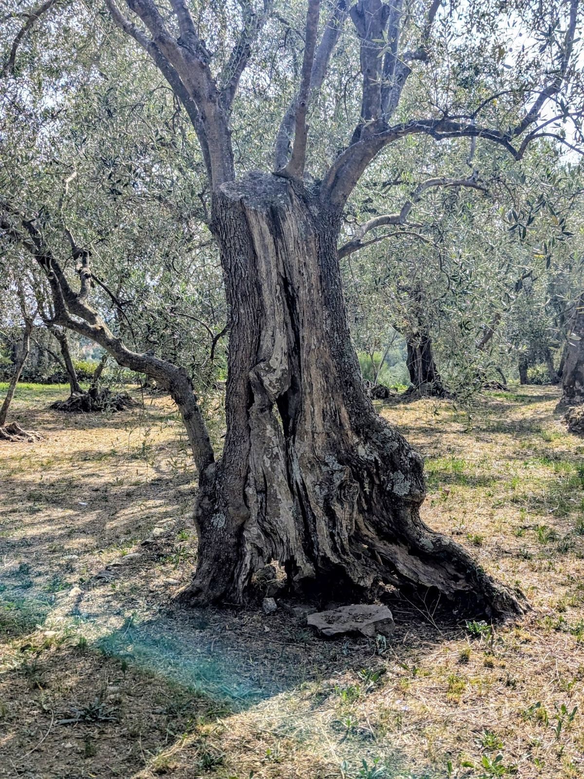 A huge ancient olive tree with a twisted trunk in a grove above Dolcedo
