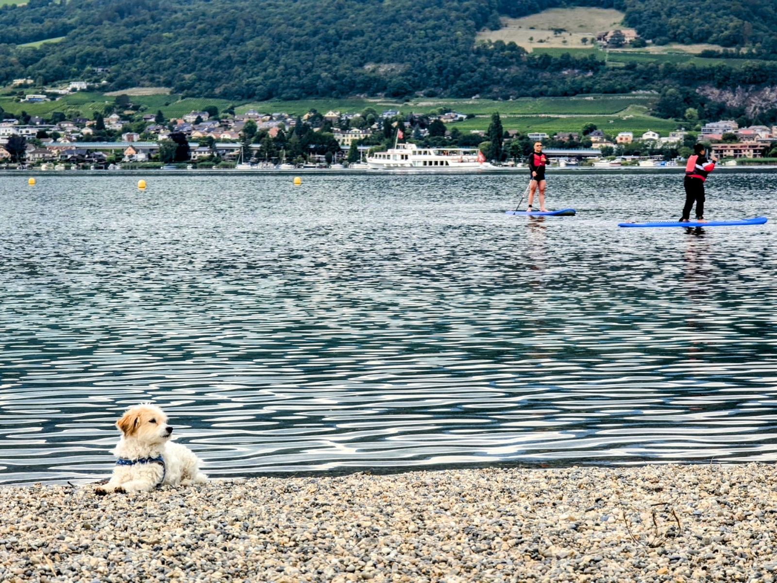 A small white and tan dog lying on the pebble beach at Erlach, with paddleboarders on Lake Biel behind