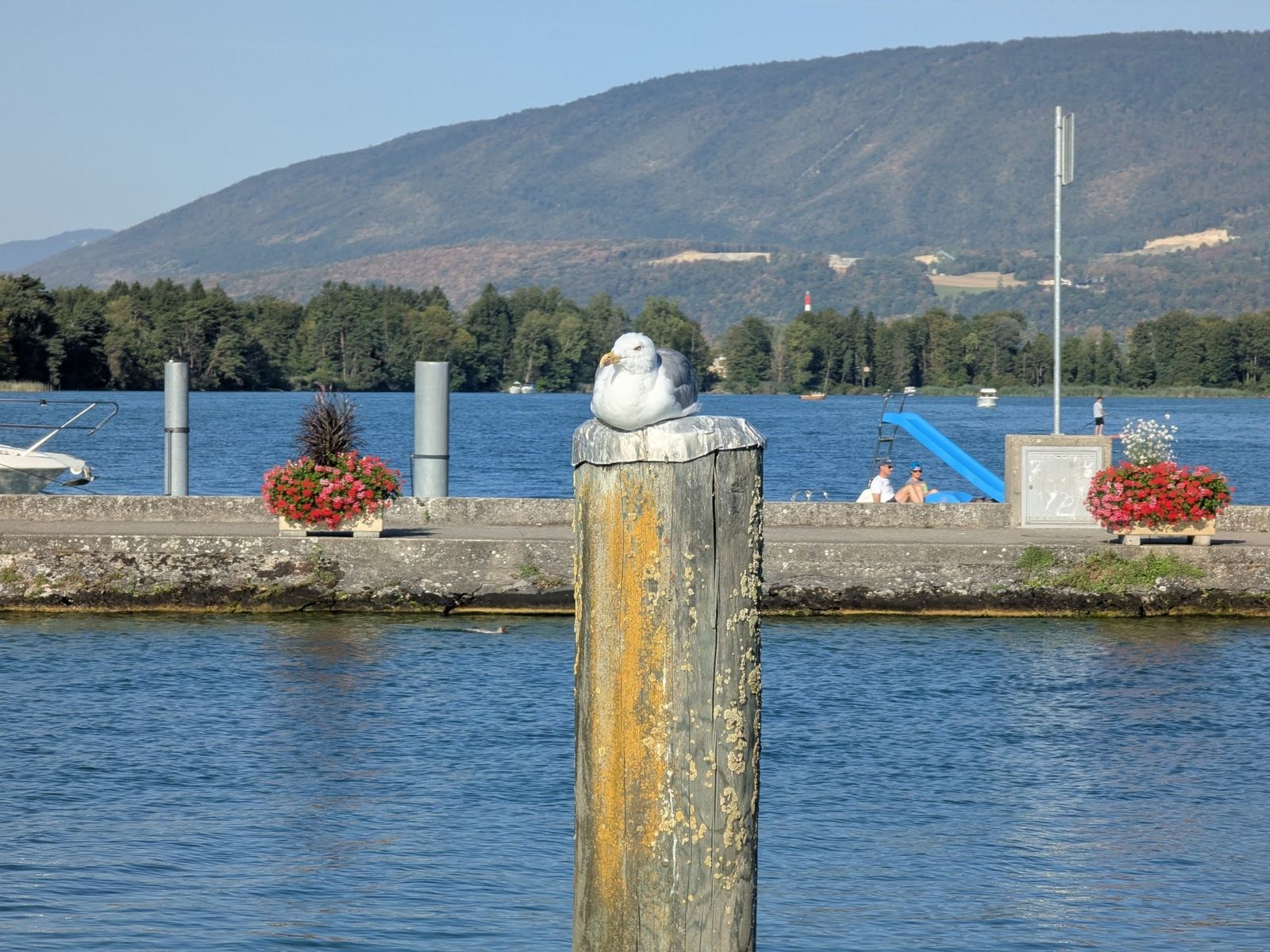 A gull sitting on a wooden post by the pier at Erlach, with the Jura behind