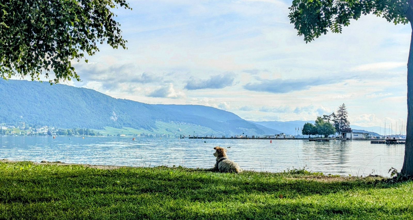 A small dog lying on the grass at Erlach looking out over Lake Biel towards the Jura