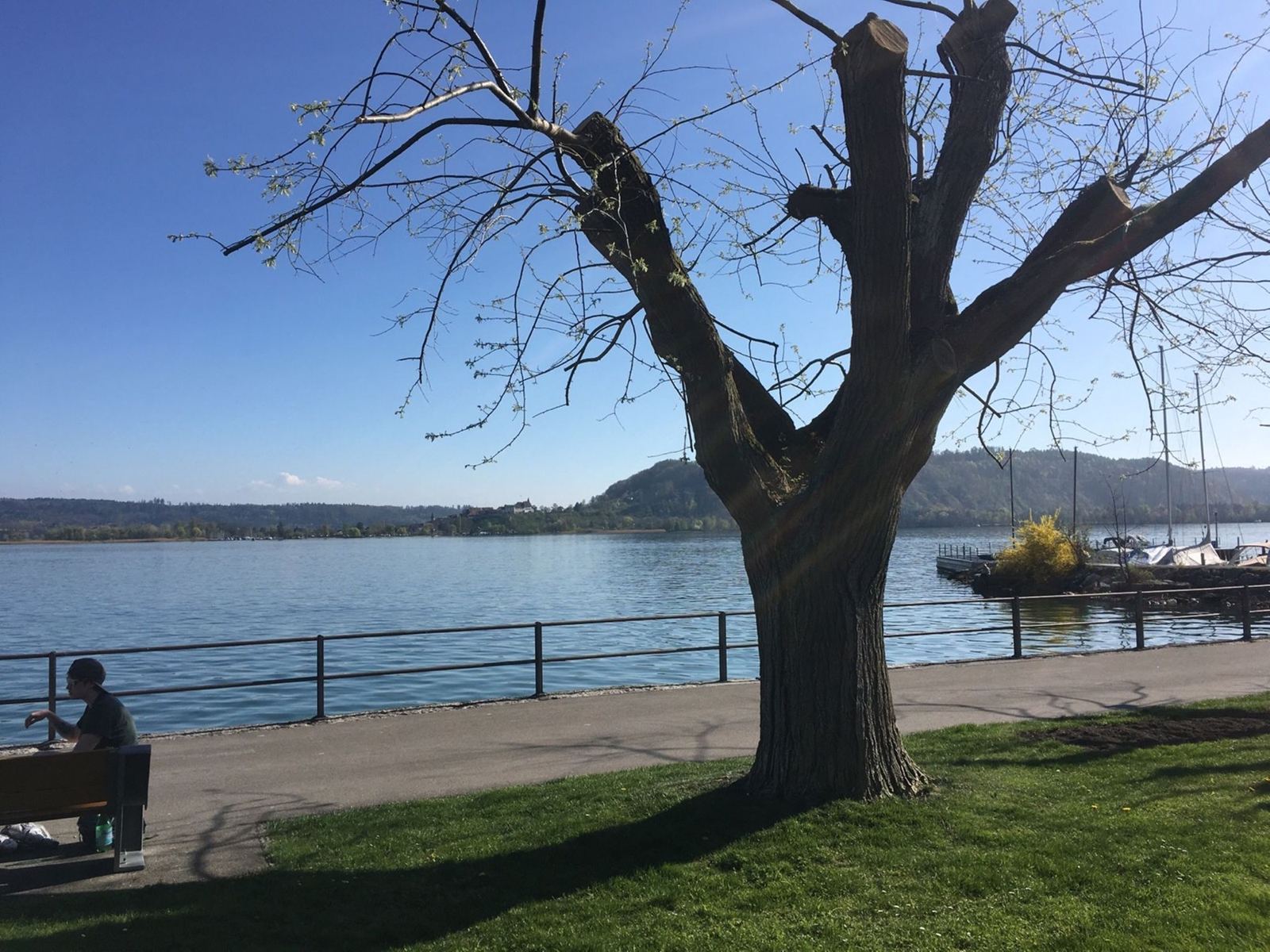 A bare pollarded tree and a bench on a lakeside promenade, with someone sitting looking out over Lake Biel