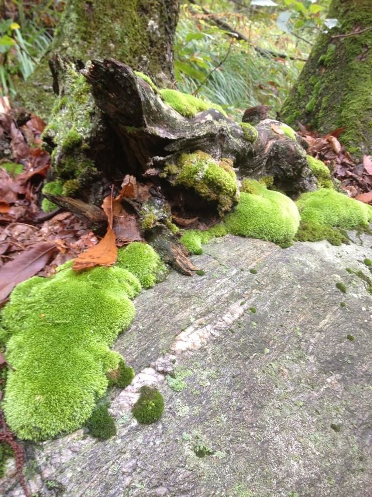 Bright green moss on a rock by the road with autumn leaves