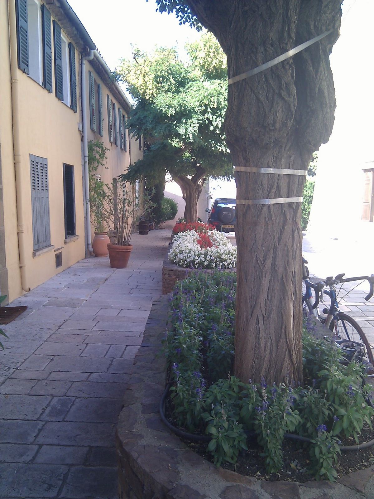 A pale street with a large plane tree and a bike leaning against a wall