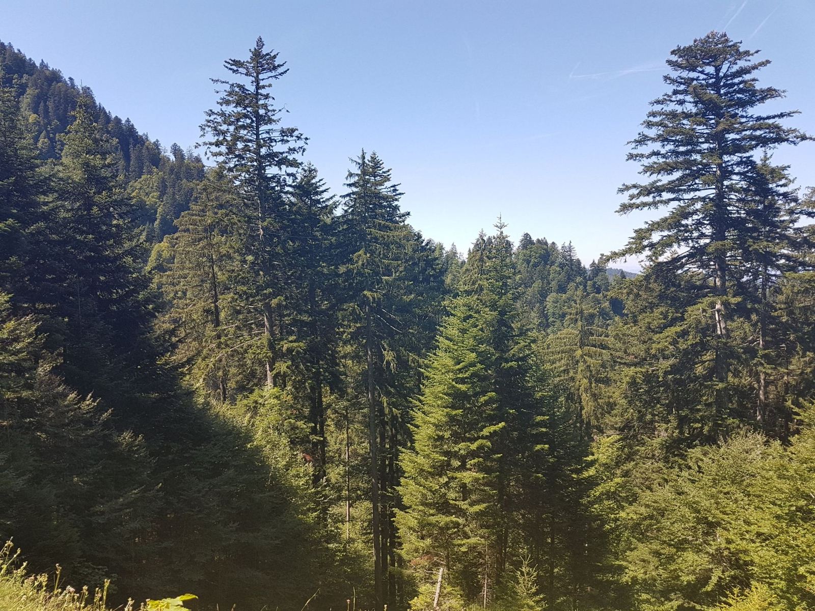 Tall fir trees on a steep forested hillside under a blue sky