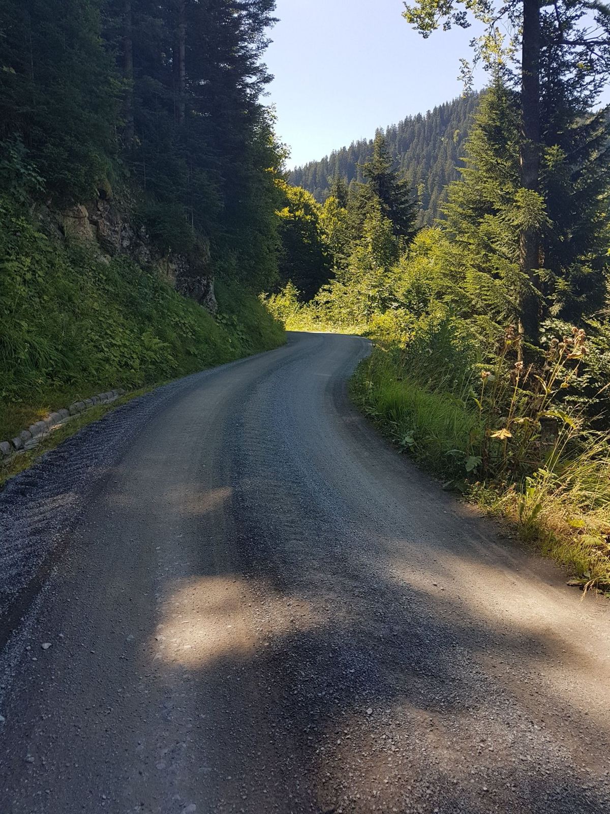 A gravel road through the woods, dappled with sunlight