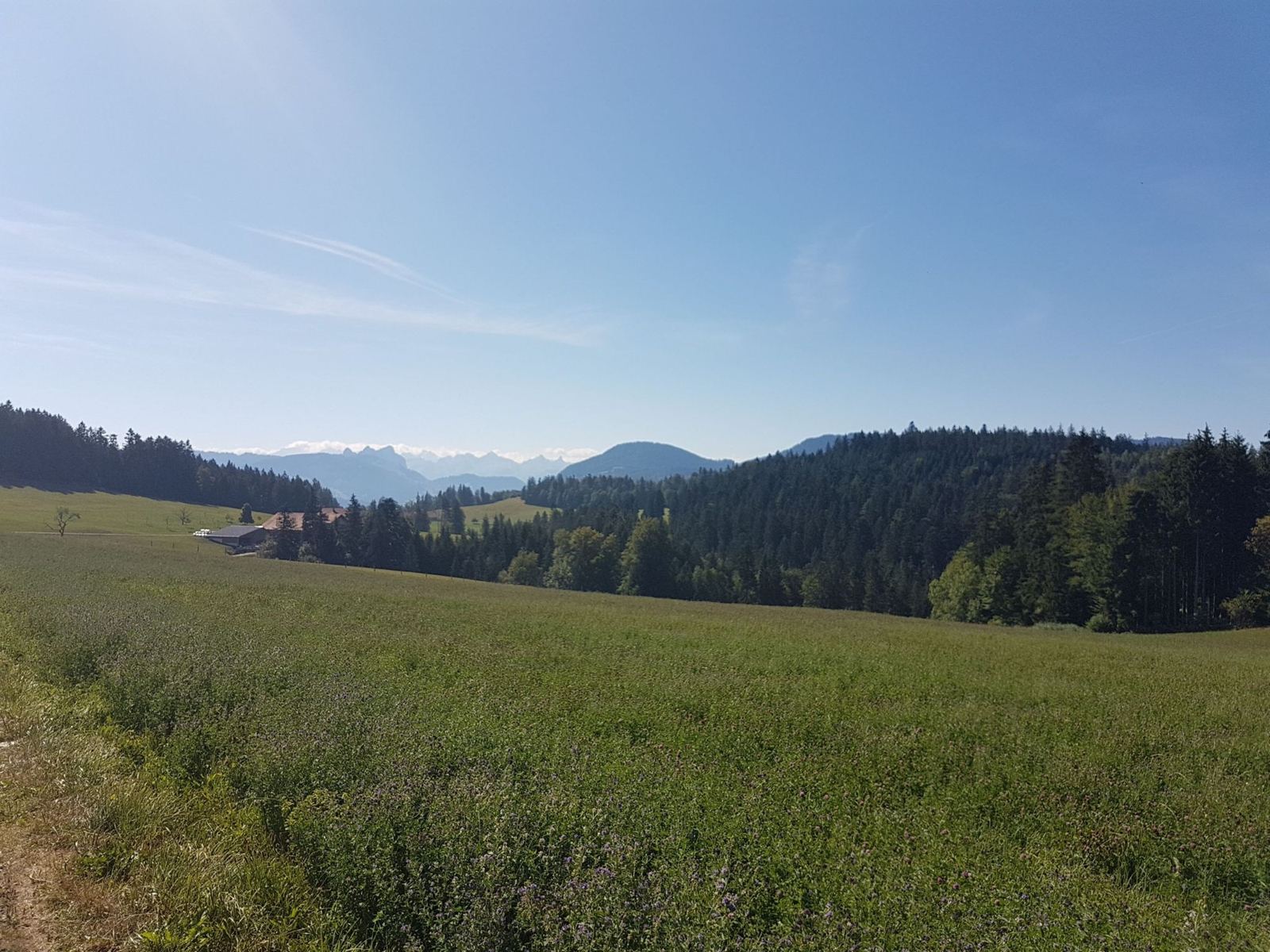 A green hillside meadow with forest and the Alps in the distance under a hazy blue sky